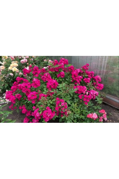 Розлогий кущ троянди Дінкі з дугоподібними пагонами